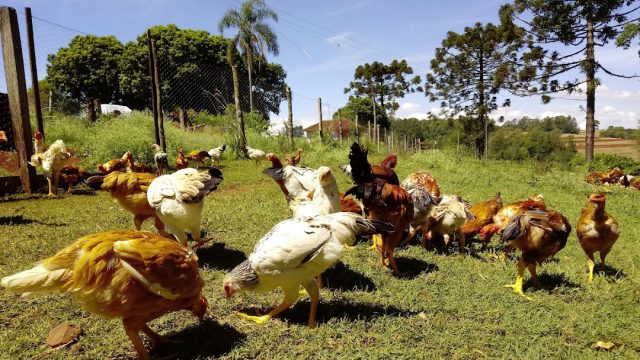 Frangos Sustentáveis: Produção Consciente