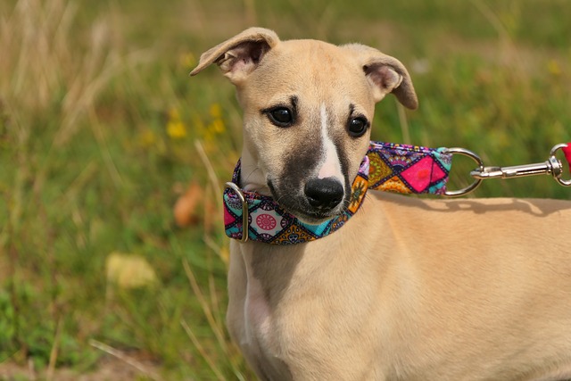 O Galgo Inglês ao Longo dos Séculos