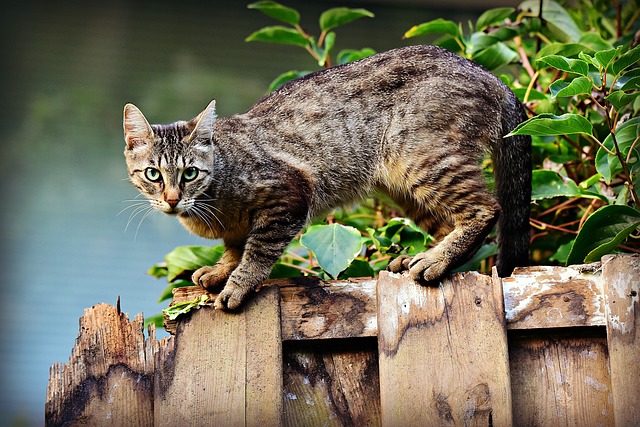 Socializando Gatos Adultos: Convivência com Outros Pets