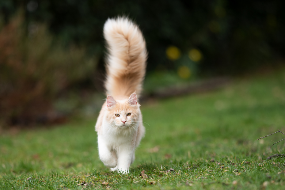 Cuidados com Gatos de Pelagem Longa