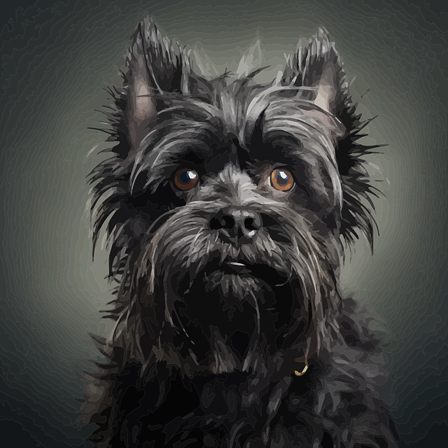 Affenpinscher: Origens e História da Raça