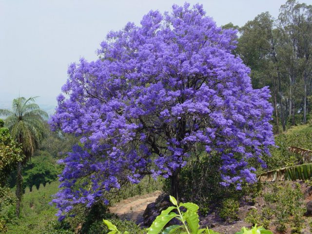 Jacarandá-Mimoso: Cuidados Essenciais