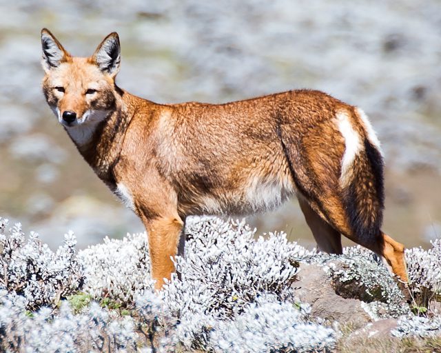 Lobo Etíope: Perigo de Extinção