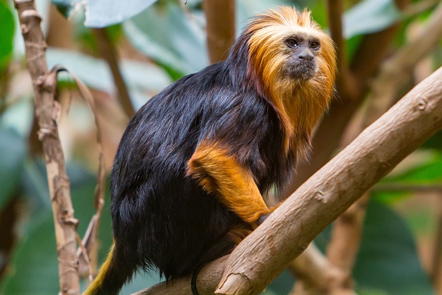 Mico-Leão-de-Cara-Dourada: Dieta e Habitat