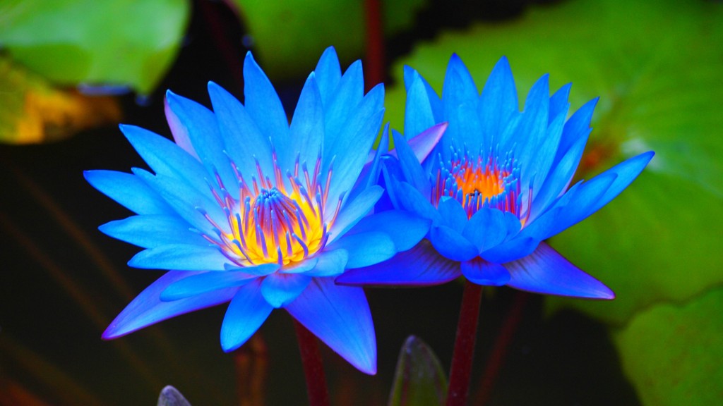 Ninfeia Azul: Elegância Aquática