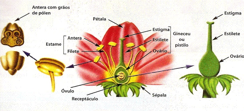 Ovário nas Plantas: Reprodução Vital