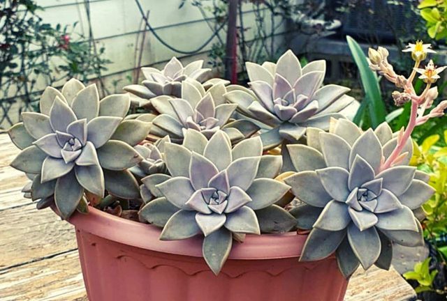 Planta Fantasma: Ar Puro