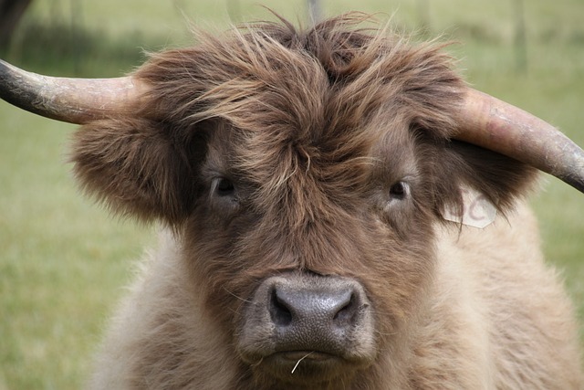 Vacas Peludas na Lista da Extinção