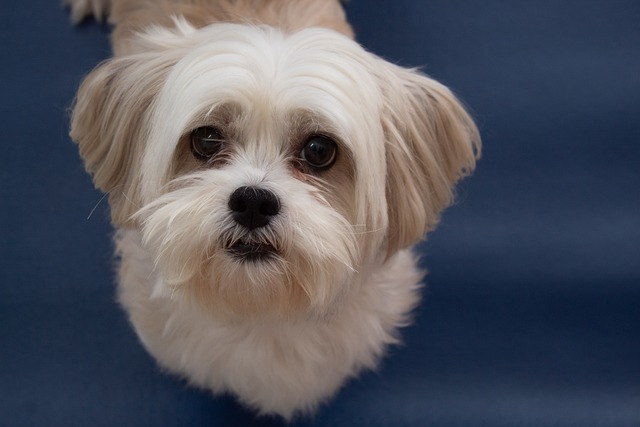 Lhasa Apso: Dicas de Higiene e Banho