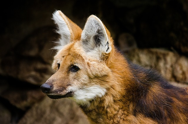 Lobo-Guará: Espécie em Risco de Extinção