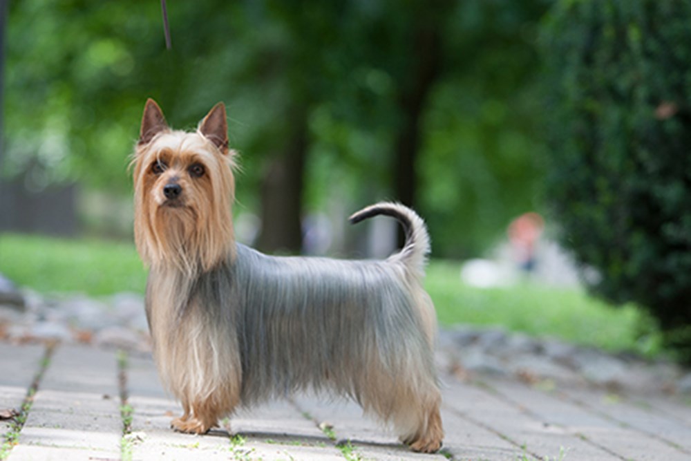 Cores de Pelagem do Silky Terrier