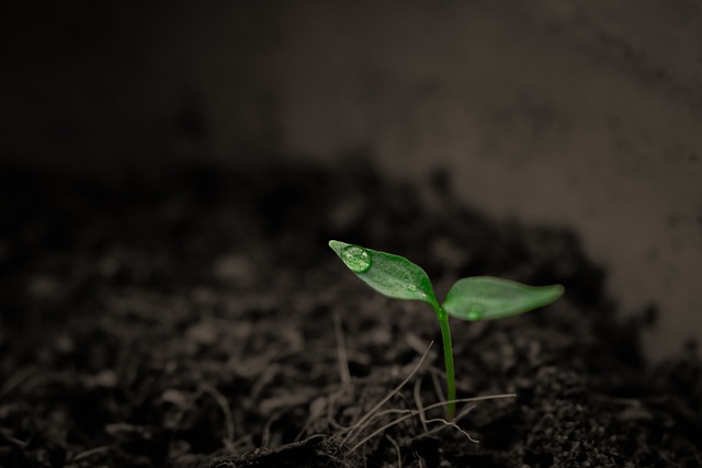 Solo Adequado para Cada Espécie de Planta