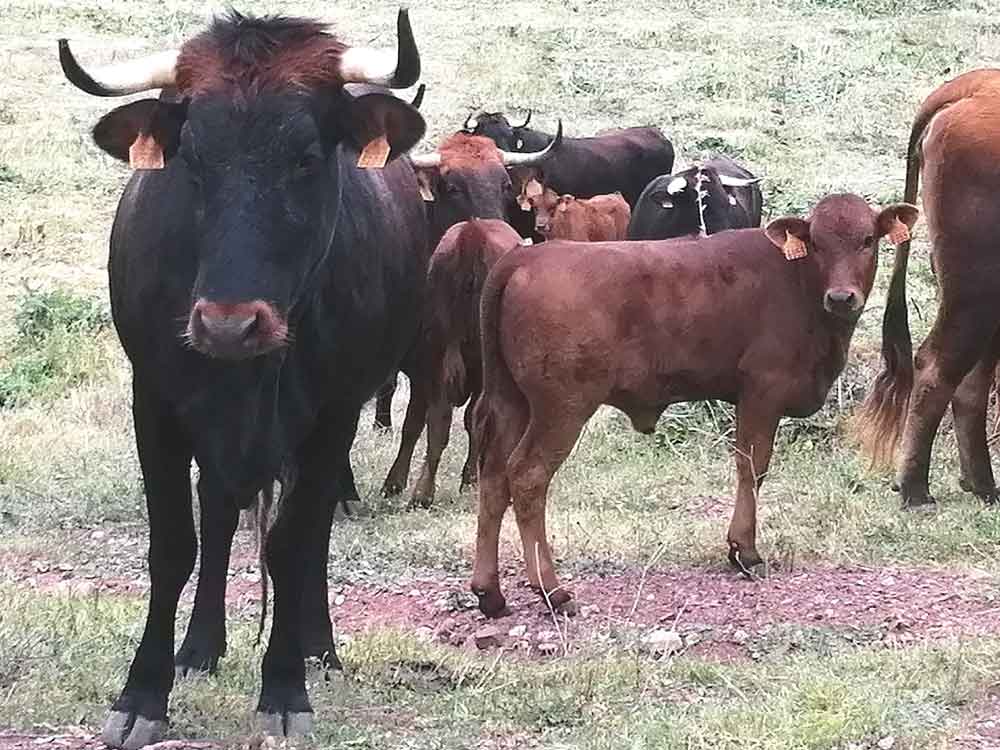 Vaca Pajuna: Resistência ao Clima Quente