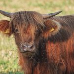 Vaca Peluda com Franja