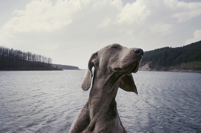 Cuidados com Weimaraner: Dicas Essenciais
