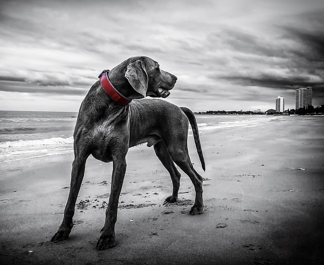 Weimaraner e Crianças: Laços de Amizade