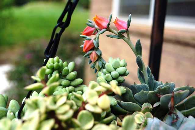 Plantas Anti-seca: Jardins Sempre Verdes