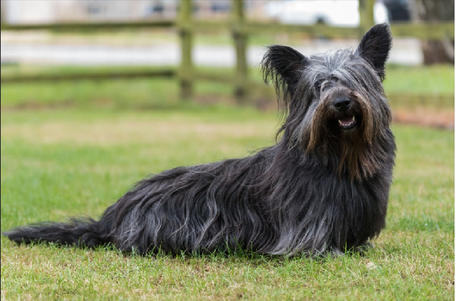 Dicas de Cuidado para Skye Terrier