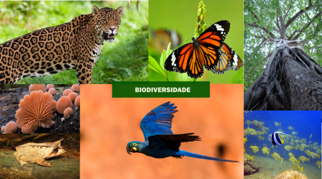 Temas de Ecologia Cobrados no Enem
