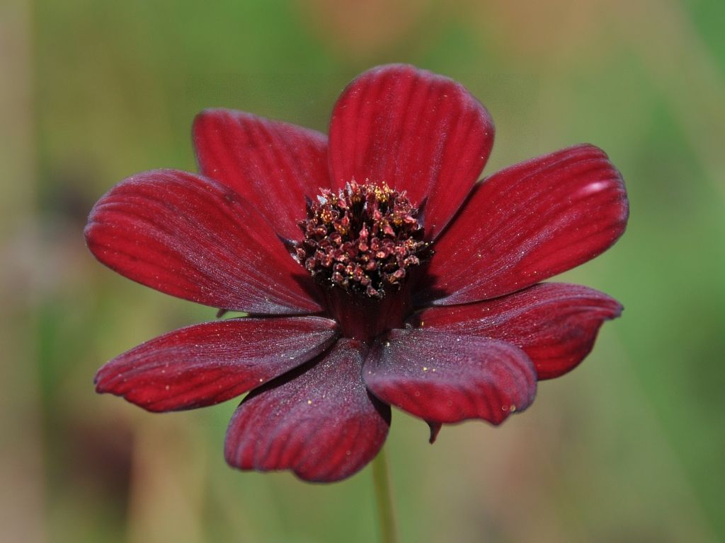 Cultivo de Cosmos Chocolate