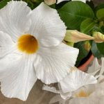 Flor Jardim Chileno Visto de Perto