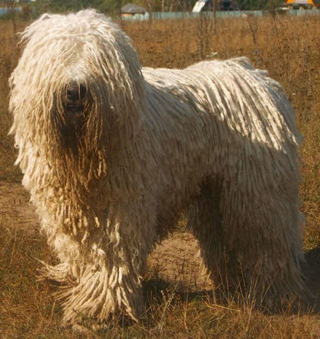 Komondor: Características e Temperamento