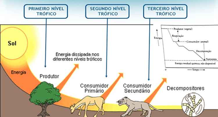 Cadeia Alimentar e Níveis Tróficos