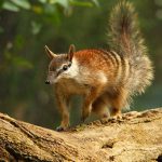 Numbat no Tronco de Árvore