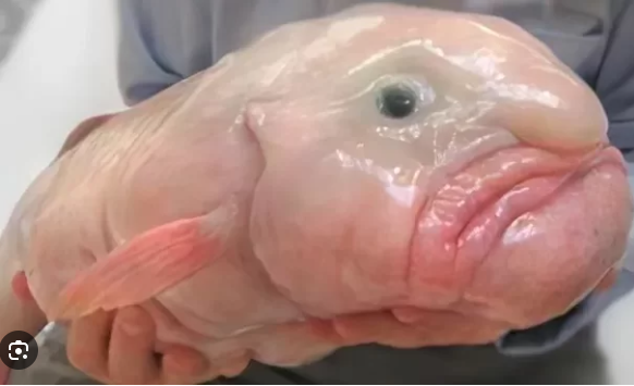 Peixe-Bolha: Adaptado para o Extremo