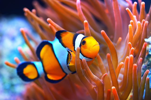Curiosidades sobre Animais Engraçados