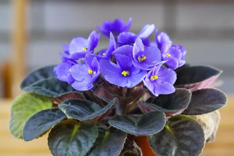 violetas africanas