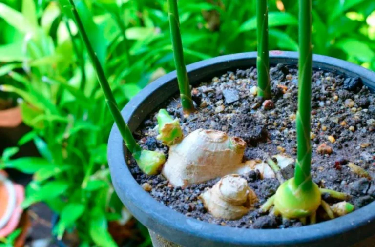cultivar gengibre