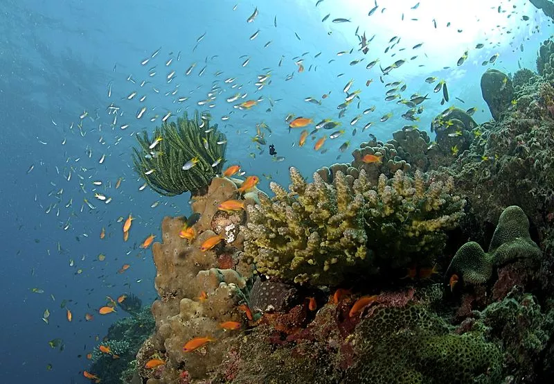 Conservação de Corais e Vida Marinha