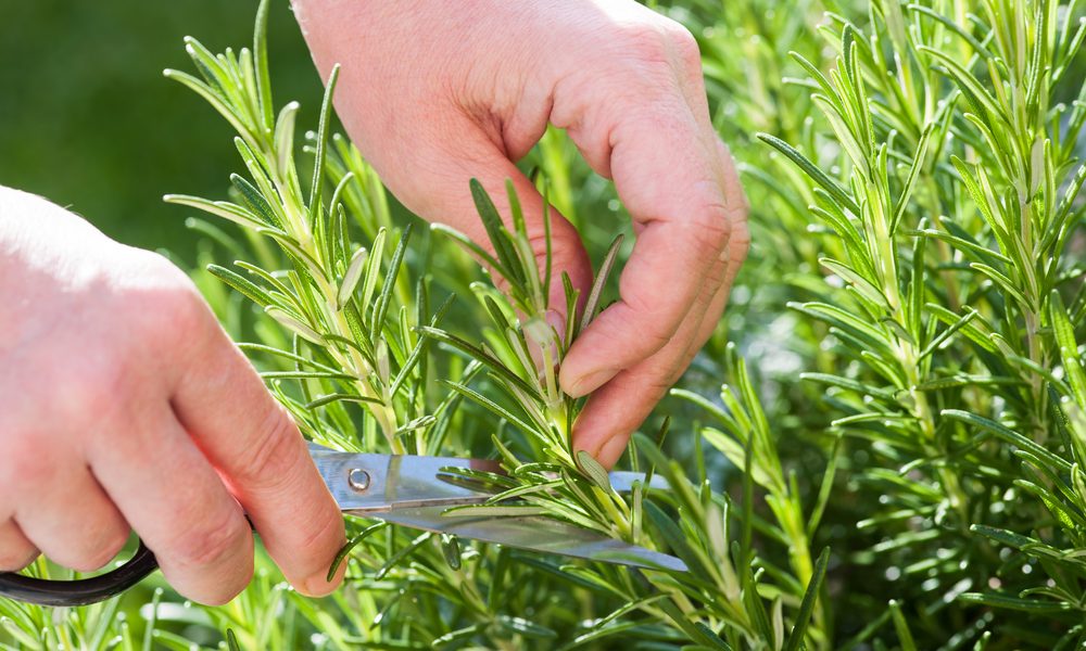 Como plantar e usar alecrim na culinária e na saúde?