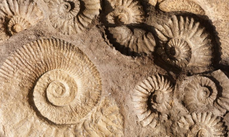 fósseis nas camadas geologicas