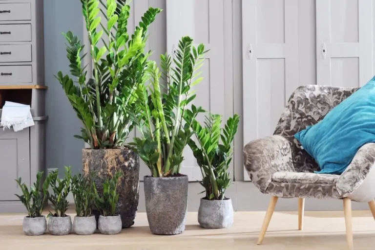 zamioculcas