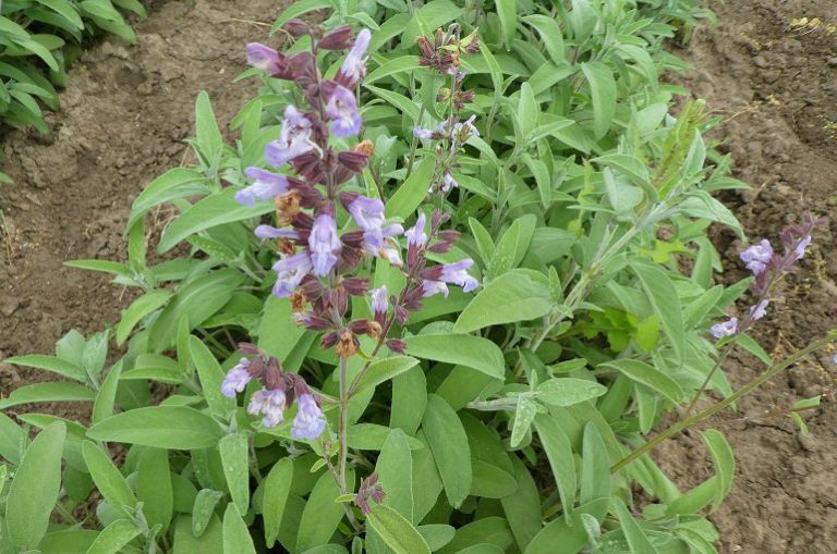 cultivar sálvia