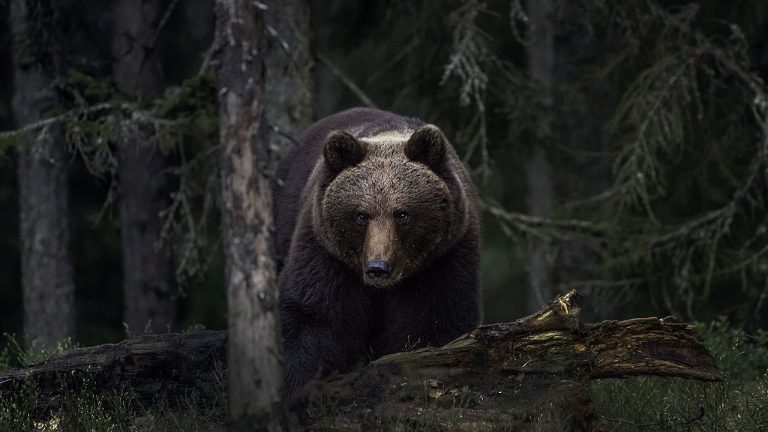 urso-pardo