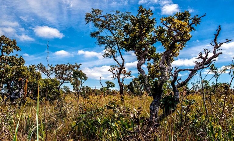cerrado