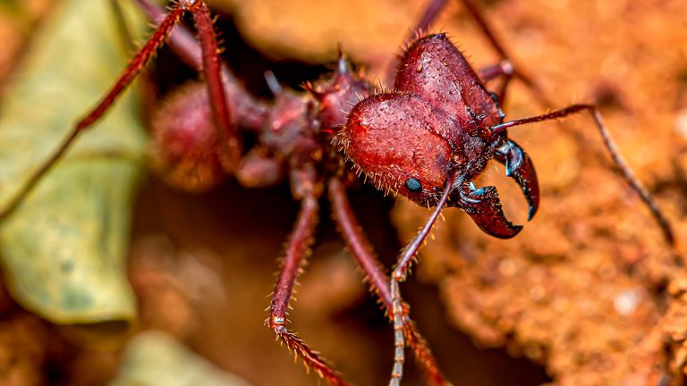 formigas cortadeiras
