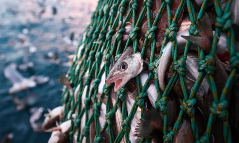 pesca predatória