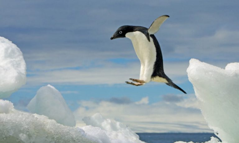 pinguins não voam