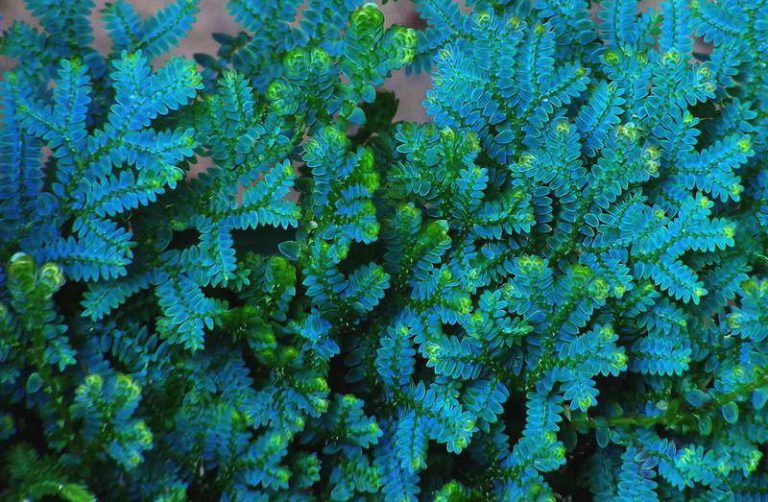 samambaia azul