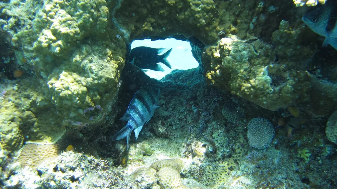 Animais Marinhos Com a Letra S