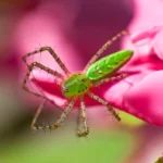 Aranha verde (aranha-lince Peucetia viridans) sobre flor — exemplo de aranha verde não perigosa