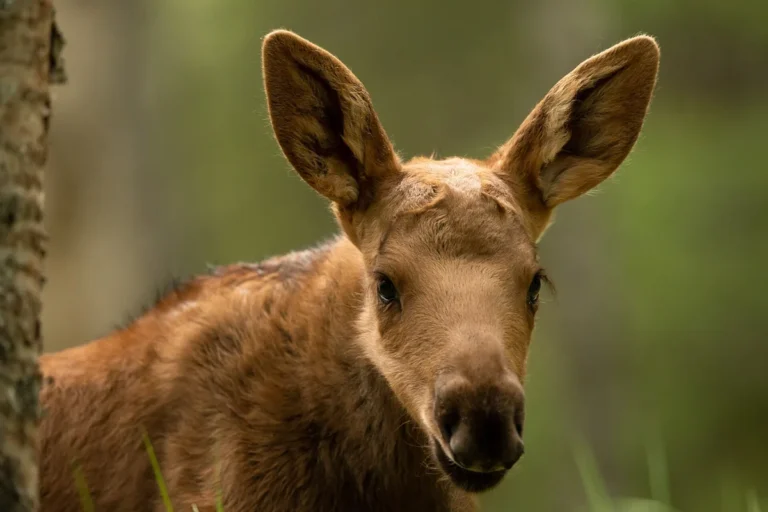 Alces alces - imagem ilustrativa