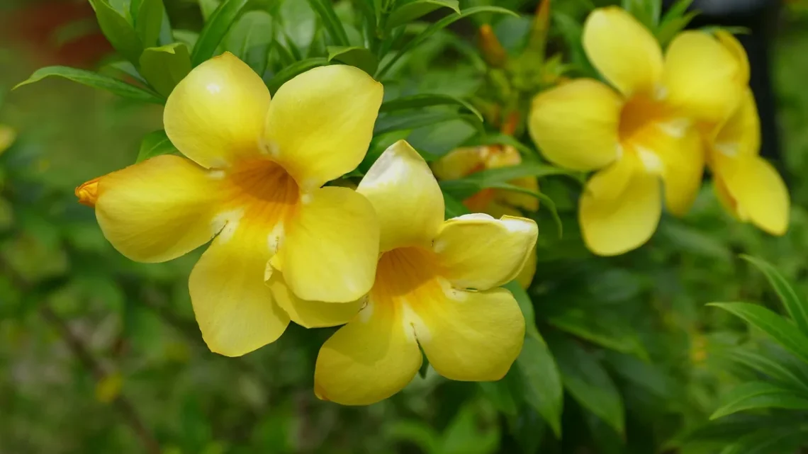 Flores Que Começam Com a Letra N: Nome e Características