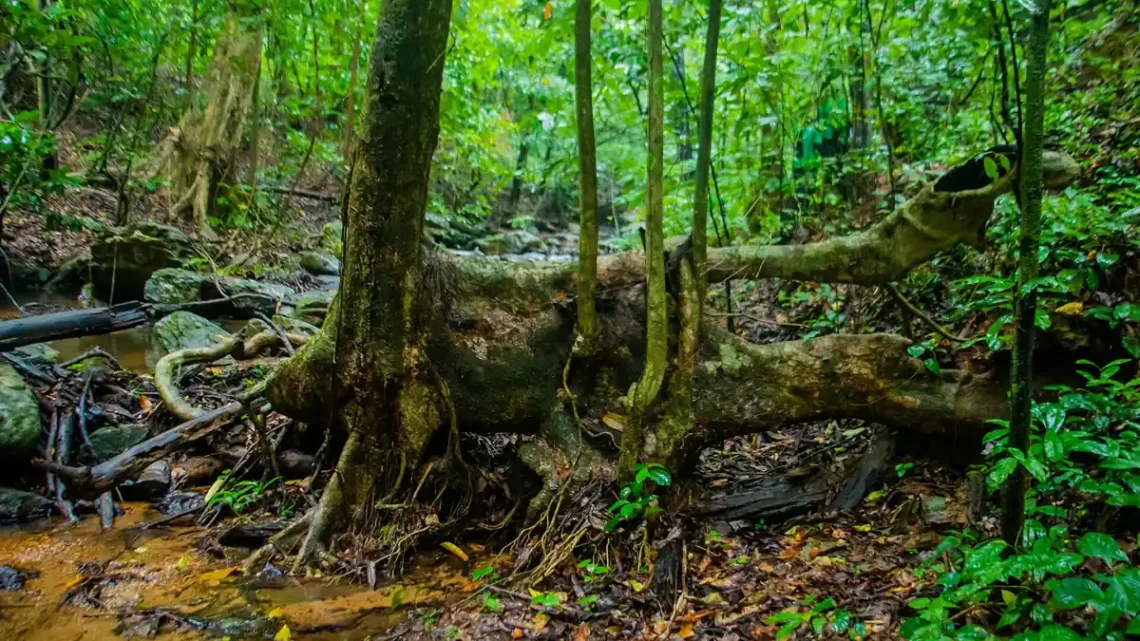 Importância Ecológica das Plantas: 8 Funções Vitais (2026)