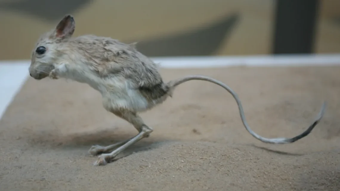 Jerboa: O Que É, Características e Espécies (2026)