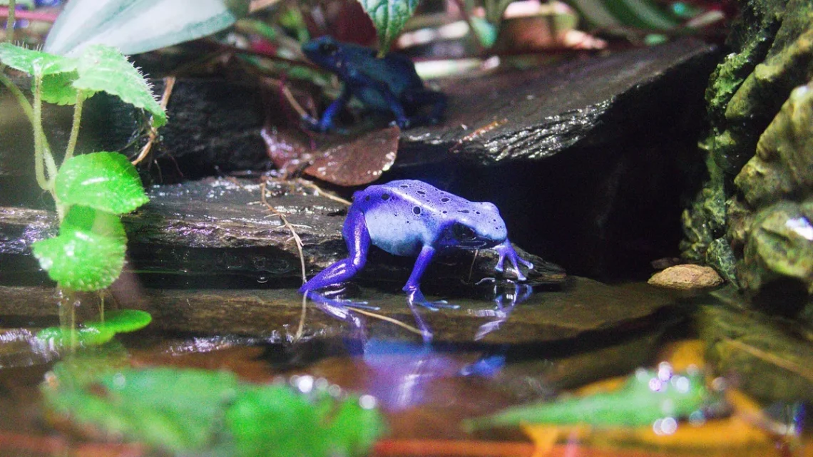 O Que a Rã Flecha Azul Come? Dieta, Presas e Veneno
